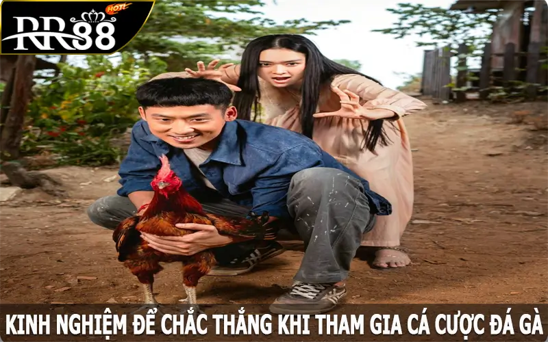 Kinh nghiệm để chắc thắng khi tham gia cá cược đá gà