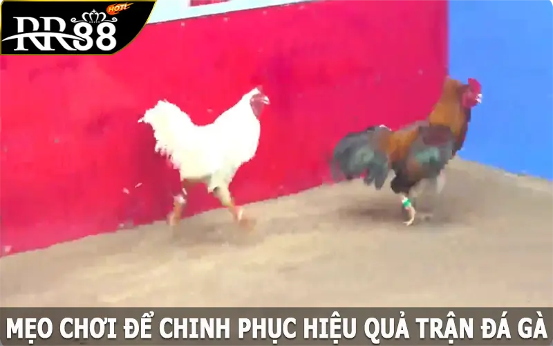 Mẹo chơi để chinh phục hiệu quả trận đá gà trực tiếp