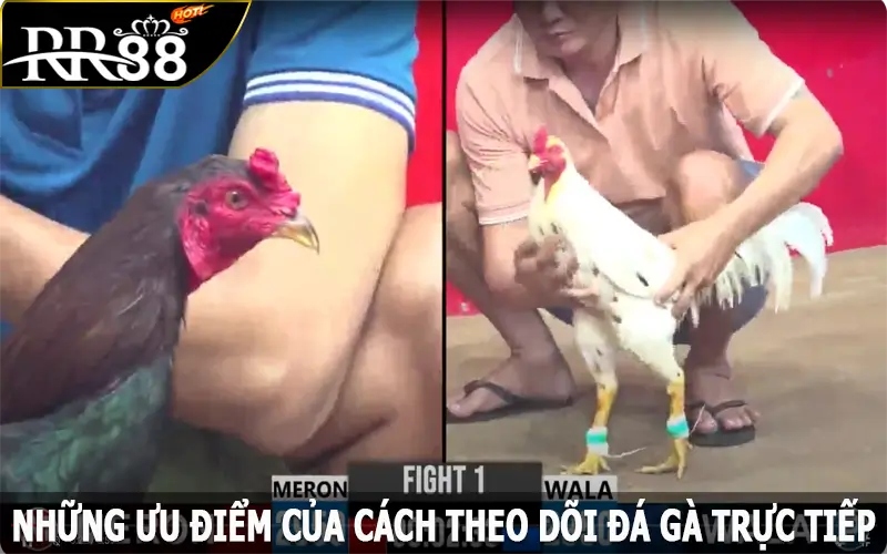 Những ưu điểm của cách theo dõi đá gà trực tiếp