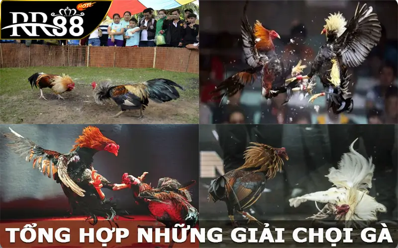 Tổng hợp những giải chọi gà đỉnh cao