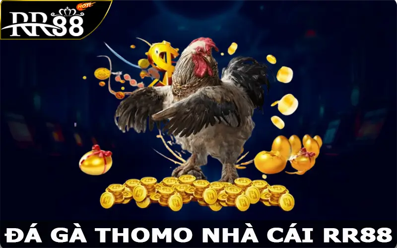 Đá Gà Thomo RR88 – Cuộc Đối Đầu Kịch Tính, Không Thể Rời Mắt