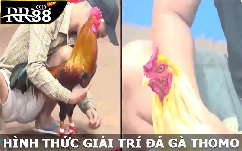 Hình thức giải trí đá gà Thomo