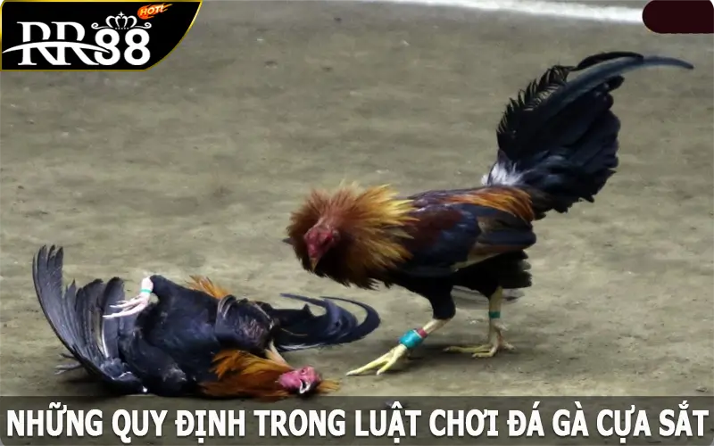 Những quy định trong luật chơi đá gà cựa sắt hiệu quả