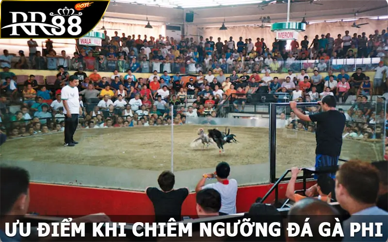 Ưu điểm khi chiêm ngưỡng đá gà Phi tại RR88