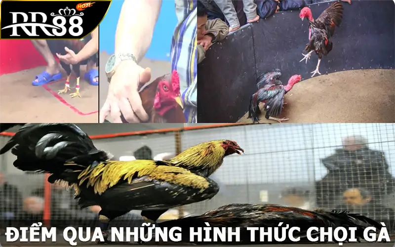 Điểm qua những hình thức chọi gà có mặt tại SV388