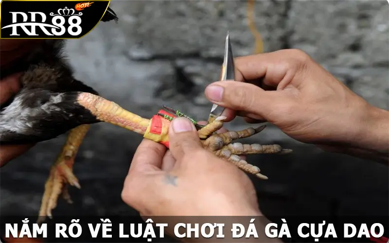 Nắm rõ về luật chơi đá gà cựa dao tại RR88