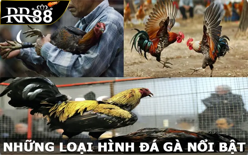 Những loại hình đá gà nổi bật