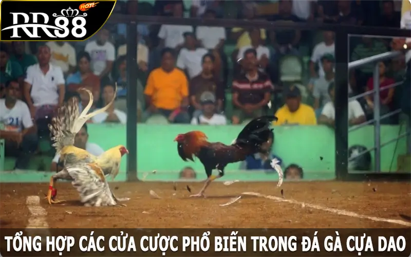 Tổng hợp các cửa cược phổ biến trong đá gà cựa dao